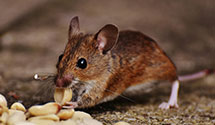 24 Hour & Emergency Exterminators in Krotz Springs, LA